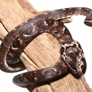 Solomon Island Tree Boa For Sale
