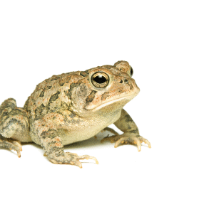 Southern Toad for Sale