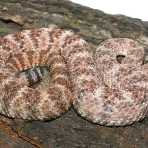 Speckled Rattlesnake For Sale