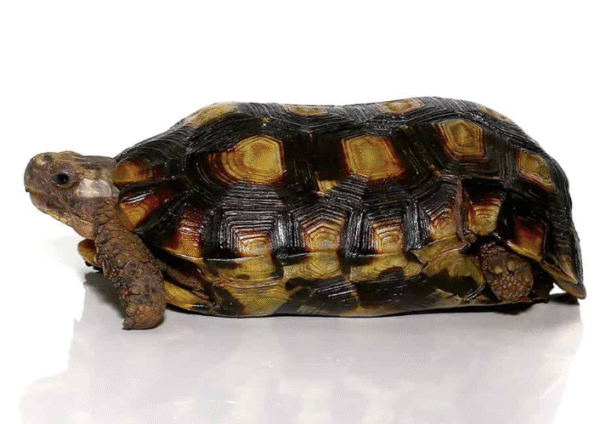 Speke’s Hingeback Tortoise For Sale