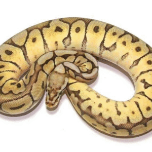 Spider Ball Python for Sale