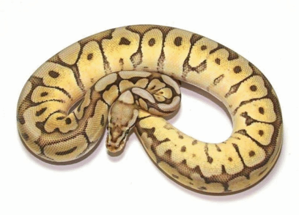 Spider Ball Python for Sale