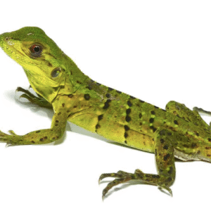 Spiny Tailed Iguana for Sale