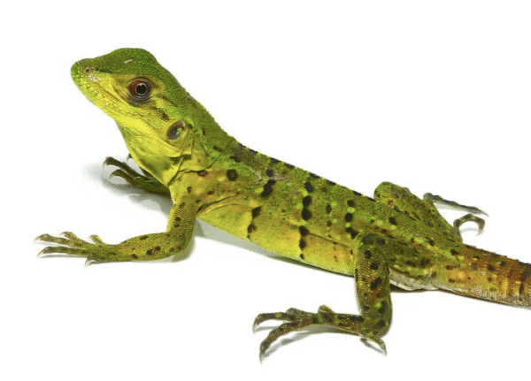 Spiny Tailed Iguana for Sale