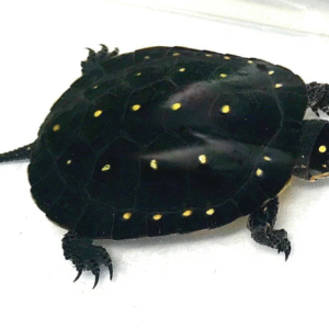 Spotted Turtle for sale