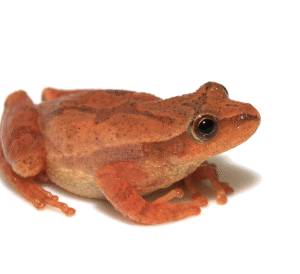 Spring Peeper for Sale