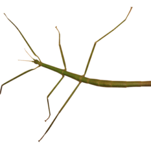 Stick Insects for Sale
