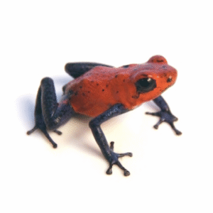 Strawberry Poison Dart Frog for Sale