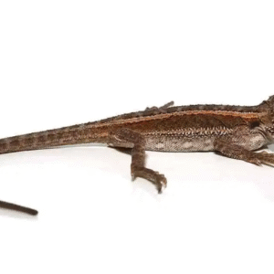 Striped Bearded Dragon For Sale