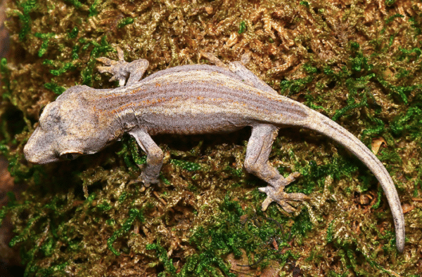 Striped Gargoyle Gecko For Sale
