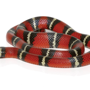 Stuart’s Milk snake For Sale