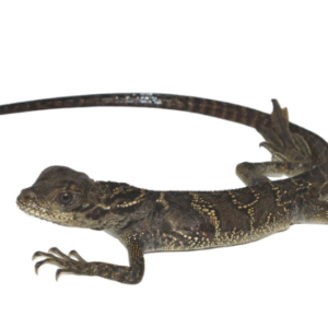 Sulawesi Sailfin Dragon For Sale