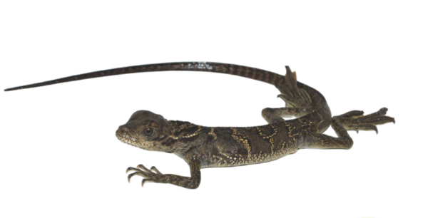 Sulawesi Sailfin Dragon For Sale