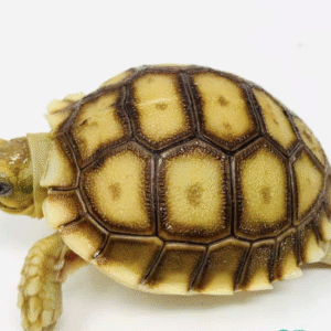 Sulcata Tortoise for Sale