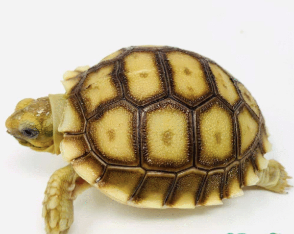 Sulcata Tortoise for Sale