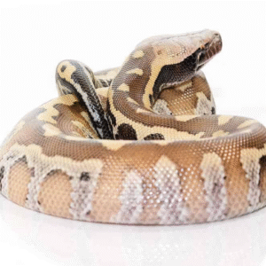 Sumatran Blood Python For Sale