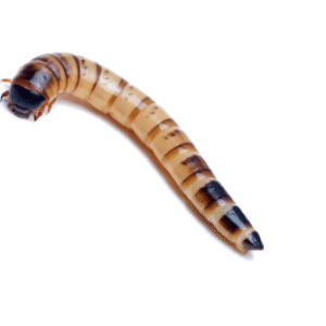 Superworms for Sale