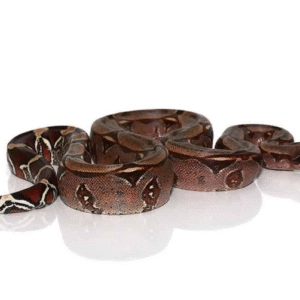 Surinam Red Tail Boa for Sale