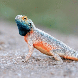 Tanzanian Spiny Agama for Sale