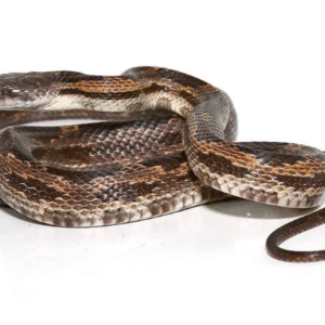 Texas Rat Snake for Sale