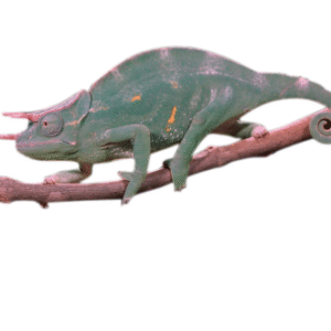Three Horned Chameleon for Sale