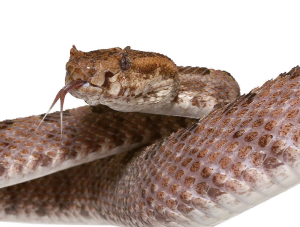 Three Horned Pit Viper For Sale