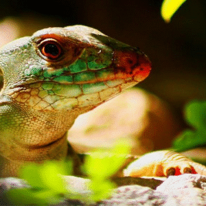 Tiger Ameiva for Sale