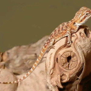 Tiger Dream Bearded Dragon For Sale