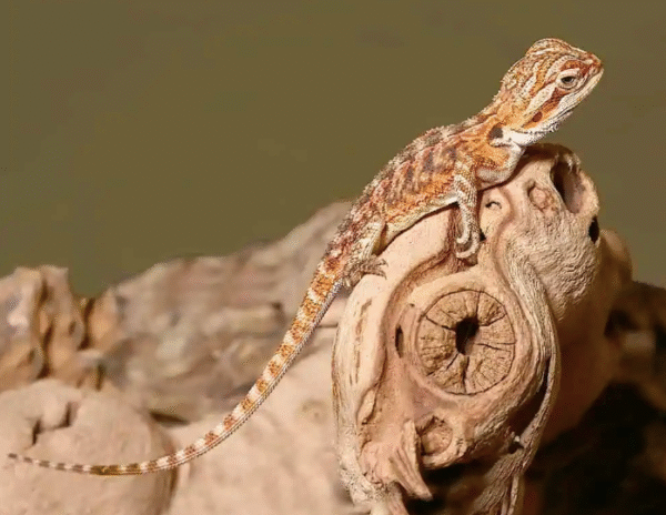 Tiger Dream Bearded Dragon For Sale