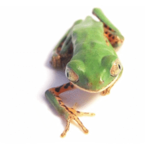 Tiger Leg Tree Frog for Sale