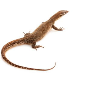 Timor Monitor for Sale