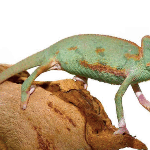 Translucent Veiled Chameleon for Sale