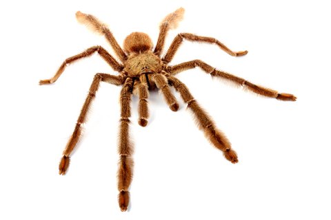 Trinidad Chevron Tarantula for Sale