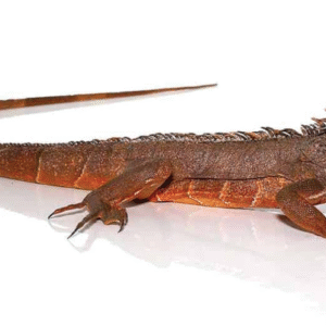 True Red Iguana For Sale