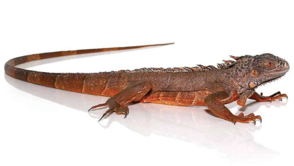 True Red Iguana For Sale