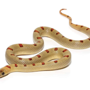 Variable Kingsnake For Sale