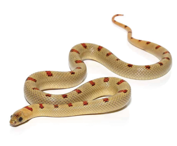 Variable Kingsnake For Sale