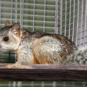Variegated Squirrel For Sale