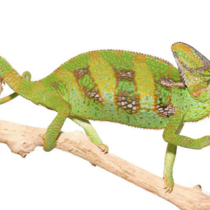 Veiled Chameleon for Sale