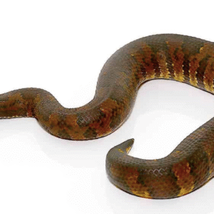Viper Boa for Sale