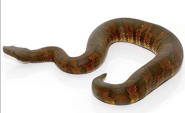 Viper Boa for Sale