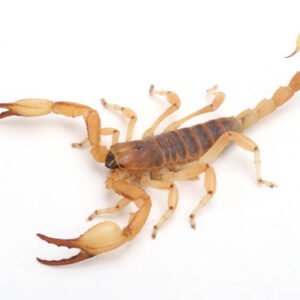 Wahlbergs Burrowing Scorpion for Sale