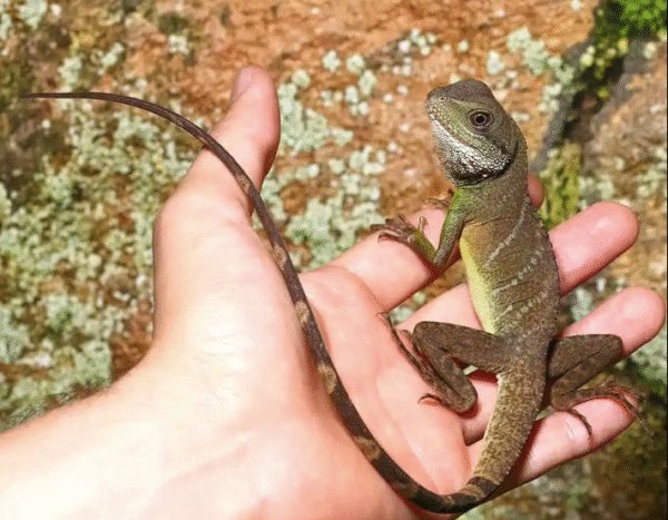 Water Dragon For Sale