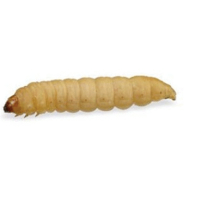 Wax Worms for Sale
