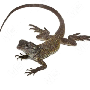 Weber’s Sailfin Lizard For Sale