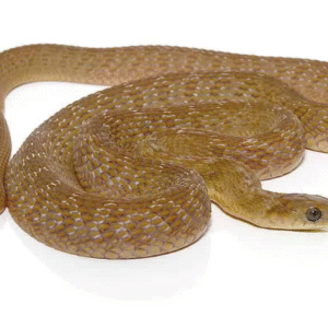West African Egg Eating Snake For Sale at dynasty reptile