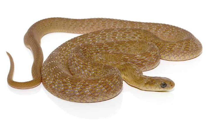 West African Egg Eating Snake For Sale at dynasty reptile