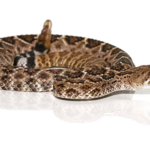 Western Diamondback Rattlesnake For Sale