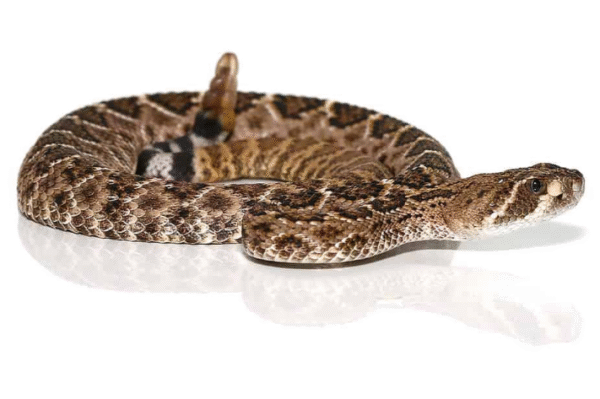 Western Diamondback Rattlesnake For Sale