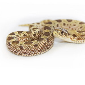 Western Hognose Snake for Sale